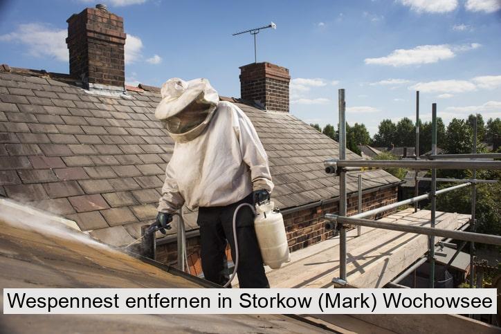 Wespennest entfernen in Storkow (Mark) Wochowsee